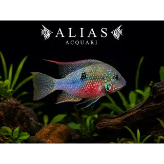 Thorichthys Ellioti