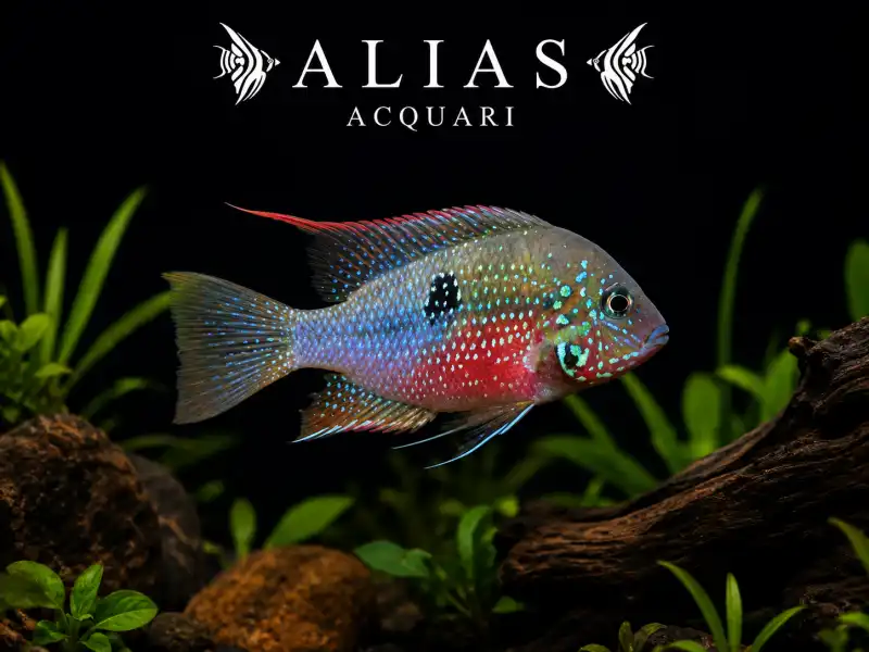 Thorichthys Ellioti