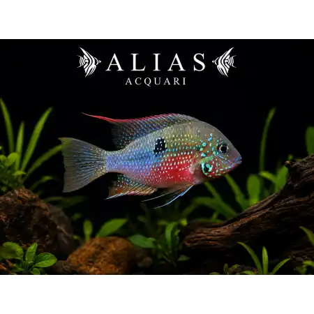 Thorichthys Ellioti