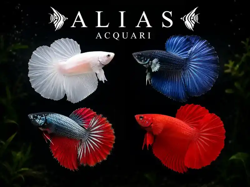 Betta splendens Male Halfmoon Mix