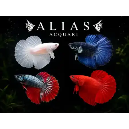 Betta splendens Male Halfmoon Mix