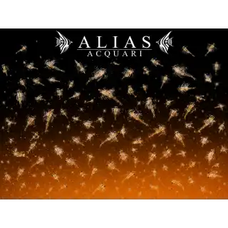 Brine Shrimps (Artemia)