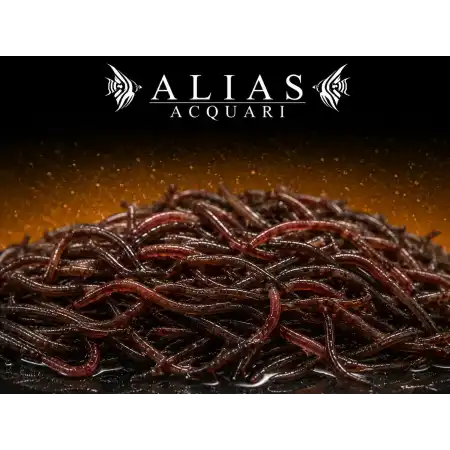 California Blackworms
