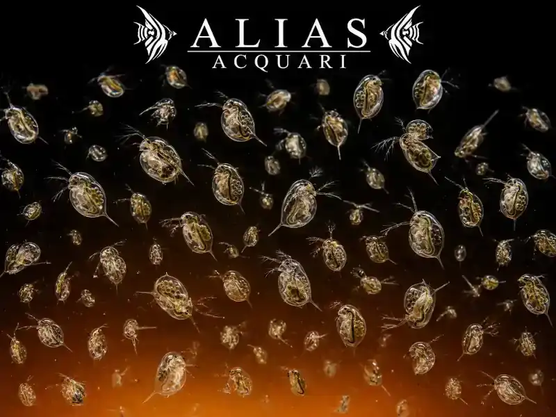 Daphnia (Water Fleas)