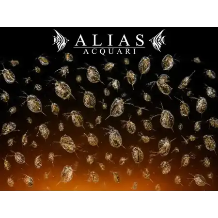 Daphnia (Water Fleas)