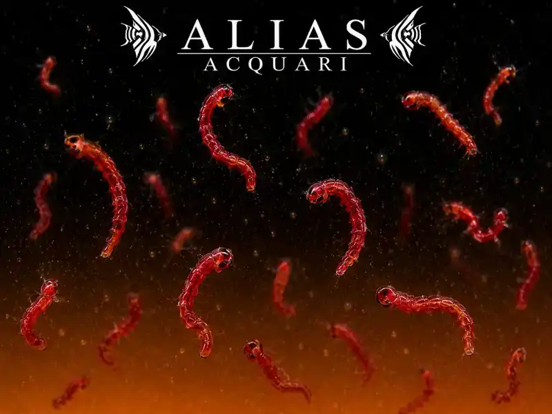 Red Mosquito Larvae (Bloodworms)