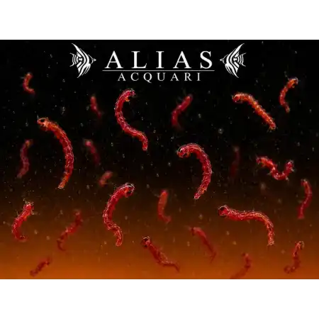 Red Mosquito Larvae (Bloodworms)