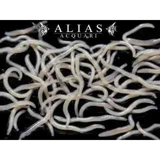 White Worms