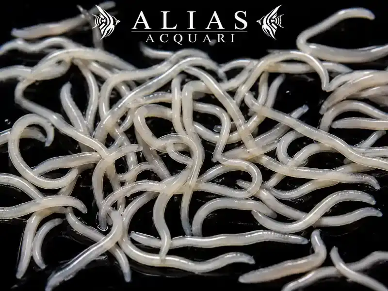 White Worms