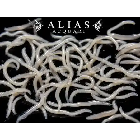 White Worms