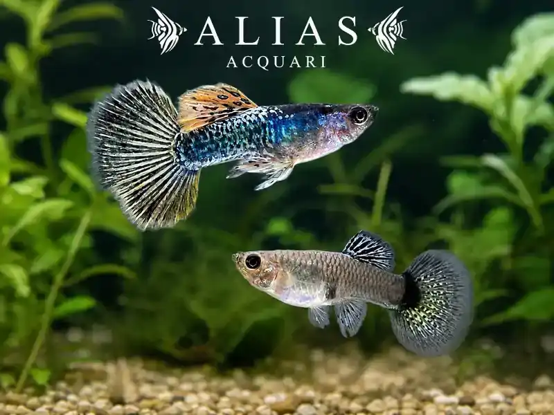 Guppy in coppia Metal Yellow Dragon Halfmoon