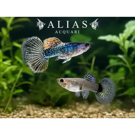 Guppy in coppia Metal Yellow Dragon Halfmoon