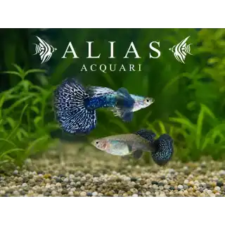 Guppy in coppia Platinum Blue Dragon