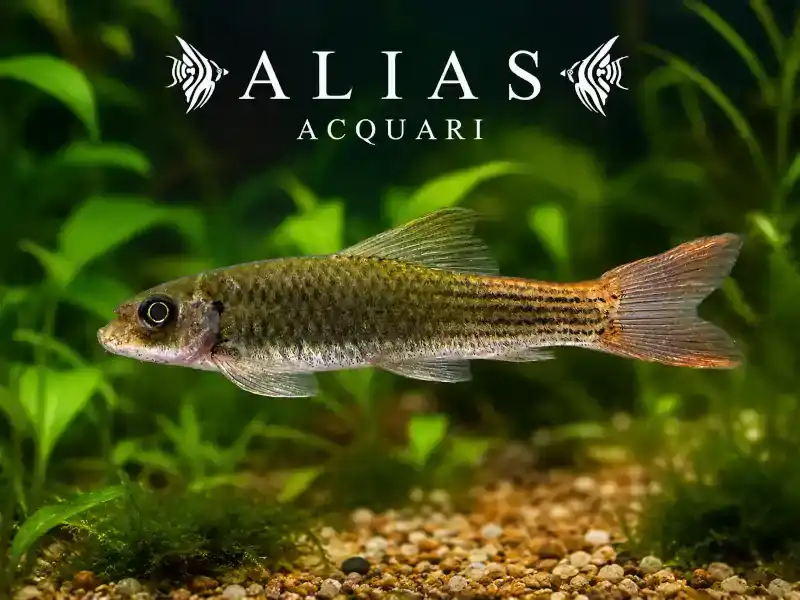 Garra Red Tail