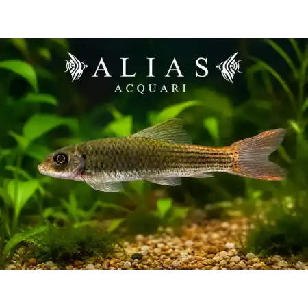 Garra Red Tail