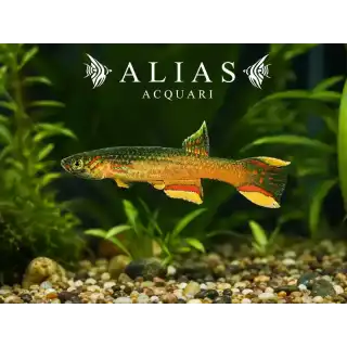 Aphyosemion Calliurum