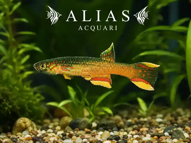Aphyosemion Calliurum