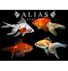 Carassius auratus mixed long fin
