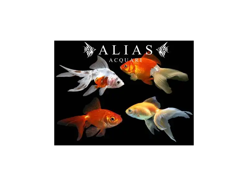 Carassius auratus mixed long fin