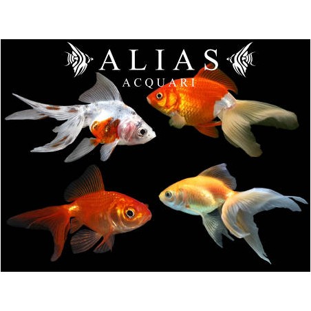 Carassius auratus mixed long fin