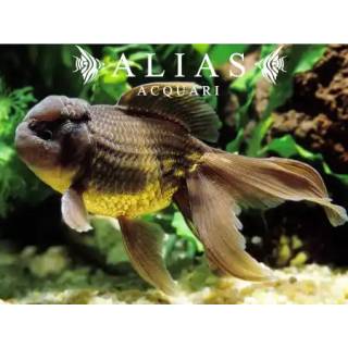 Carassius auratus Oranda Chocolate 7 - 8 cm | Alias Acquari