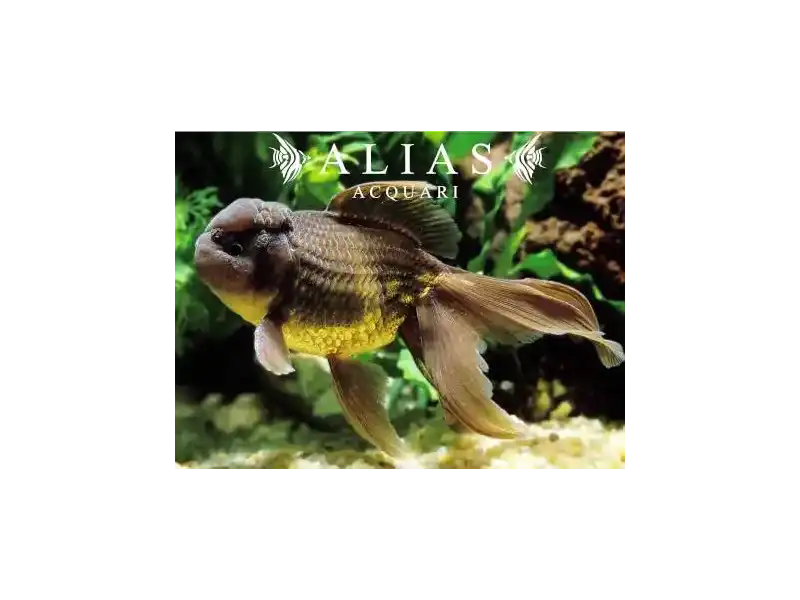 Carassius auratus Oranda Chocolate 7 - 8 cm | Alias Acquari