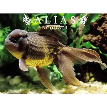 Carassius auratus Oranda Chocolate 7 - 8 cm | Alias Acquari