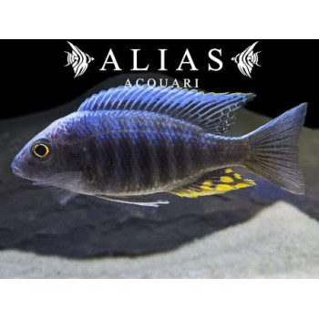 Aulonocara Candensis