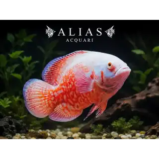Astronotus Ocellatus Albino Red Tiger