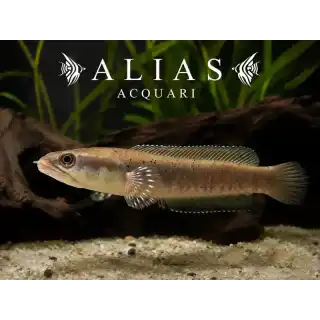 Channa Pulchra