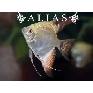 Pterophyllum scalare Bulgarian Seal Points