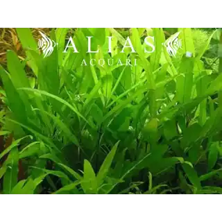 Hygrophila Guyanensis