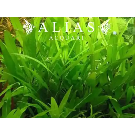 Hygrophila Guyanensis