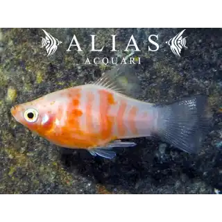 Platy Red Tiger