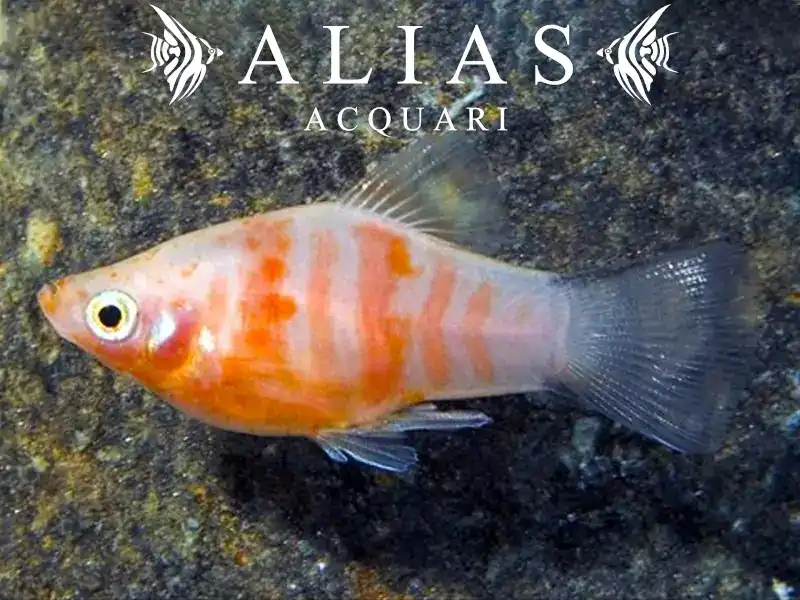 Platy Red Tiger