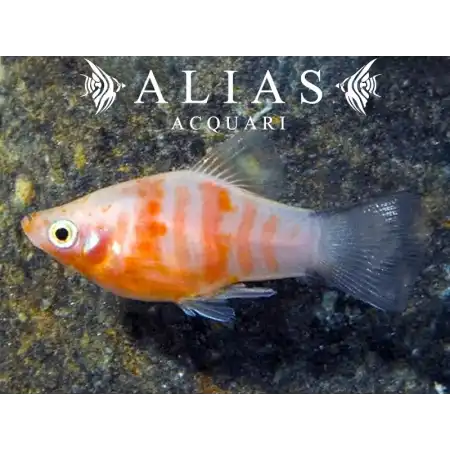 Platy Red Tiger