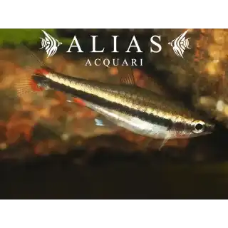 Nannostomus Beckfordi