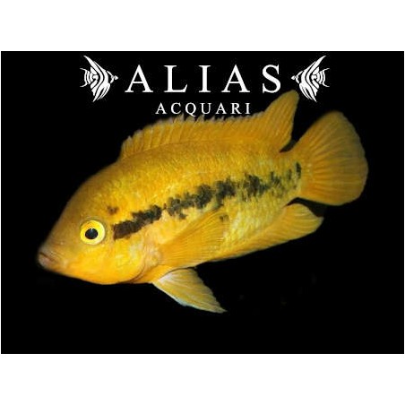 Herotilapia Multispinosa