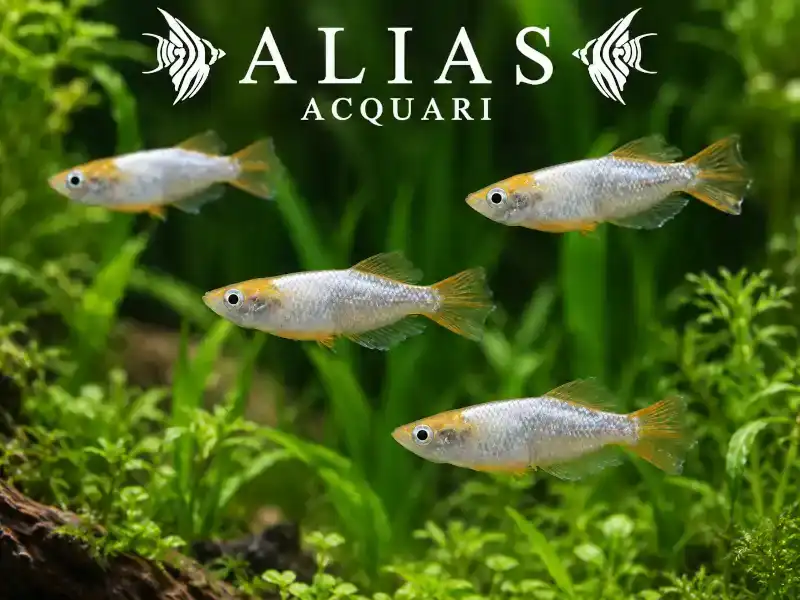 Oryzias Latipes Tomoki (Medaka)