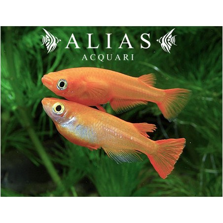Oryzias latipes youkihi