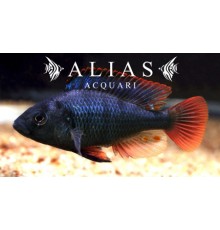 Astatotilapia Nubila (Haplochromis nubilus)
