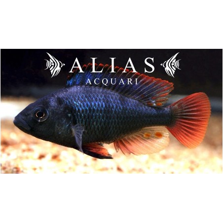 Astatotilapia Nubila (Haplochromis nubilus)