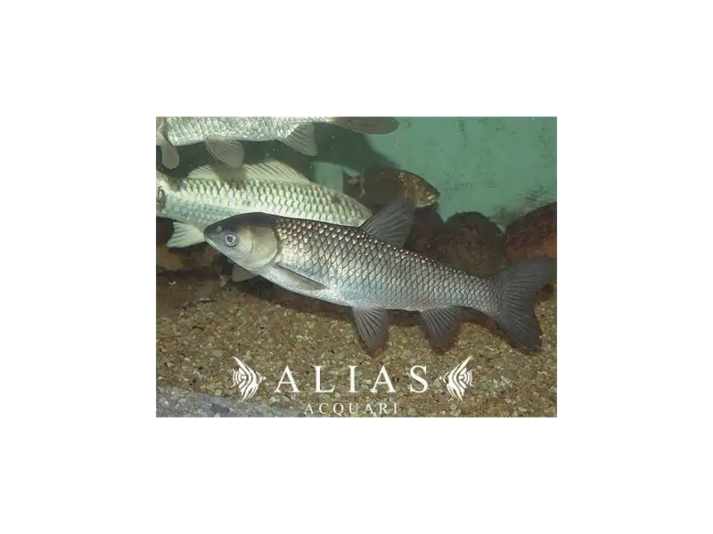 Ctenophanyngodon idella