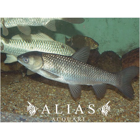 Ctenophanyngodon idella