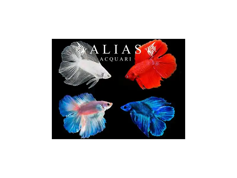 Betta splendens male Double Tail Mix