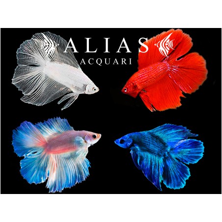 Betta splendens male Double Tail Mix