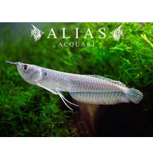 Osteoglossum Bicirrhosum