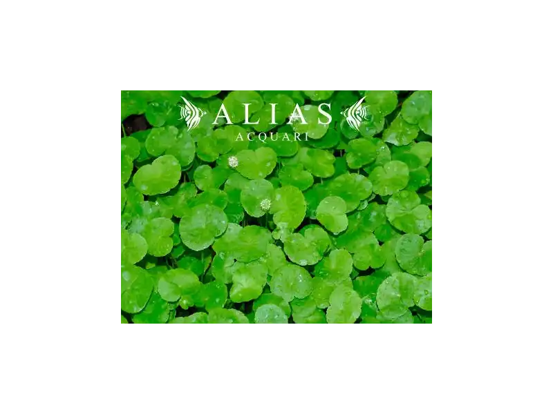 Hydrocotyle leucocephala