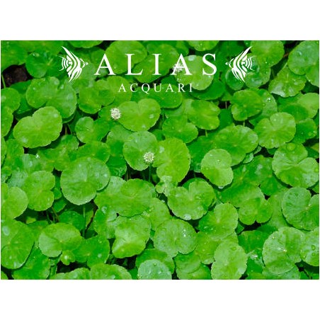 Hydrocotyle leucocephala