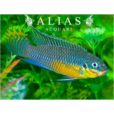 Pelvicachromis Taeniatus niger green
